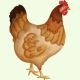 Natu Kodi Country Chicken at Rythumitra Farms